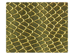173 Snake Gold PU -Stiletto